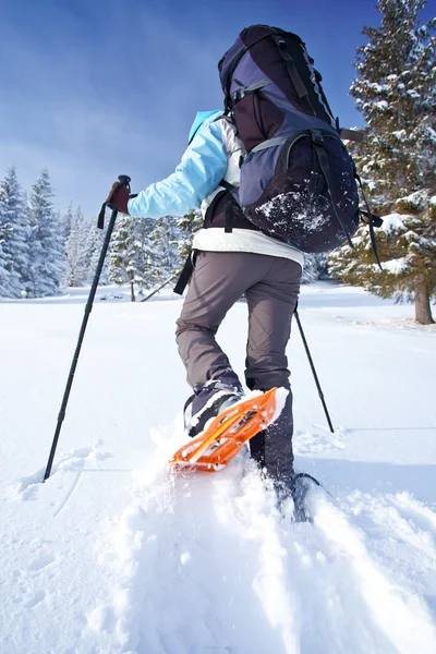 Escursioni nella foresta di neve — Foto Stock