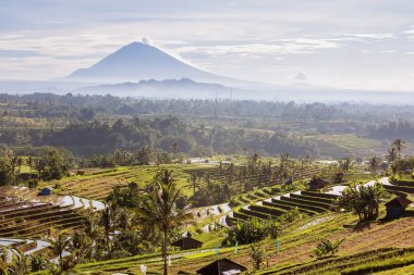 Bali pirinç terasları