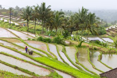Bali pirinç terasları. Jatiluwih pirinç tarlaları