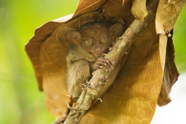 Tarsier