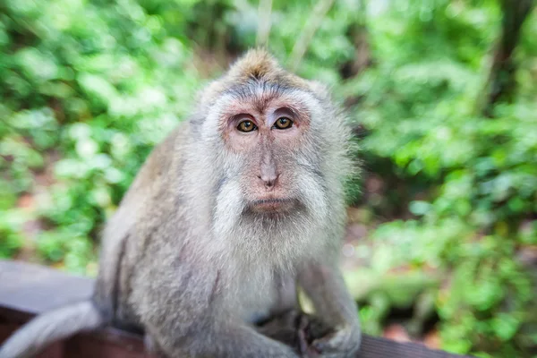 Maymunlar maymun orman, Ubud, Bali, Endonezya — Stok fotoğraf