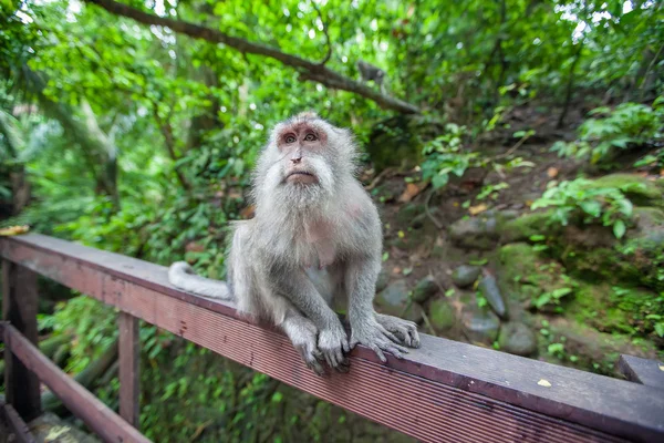 Maymunlar maymun orman, Ubud, Bali, Endonezya — Stok fotoğraf