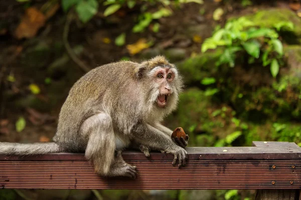 Maymunlar maymun orman, Ubud, Bali, Endonezya — Stok fotoğraf