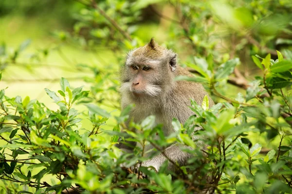 Monos en Bosque de Monos, Ubud, Bali, Indonesia — Foto de Stock