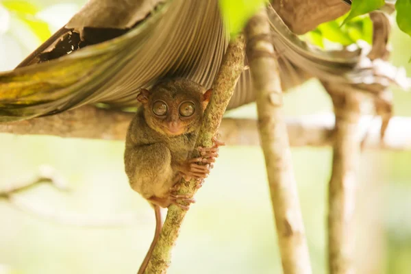 Tarsier — Stock Photo, Image