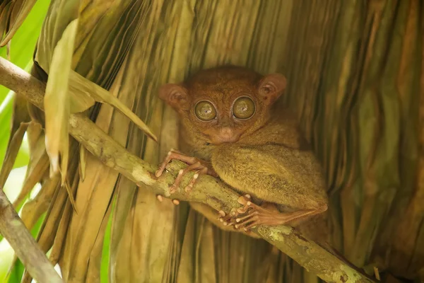 Tarsier — Stock Photo, Image