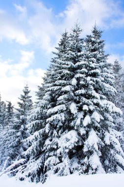 Kış ağaç, kış Dağları'nın doğal görünümü