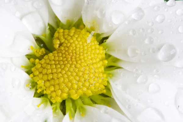 Flor Camomila close-up — Fotografia de Stock