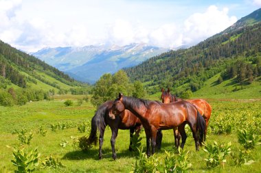 Atları Gokyo Gölü Nepal'tarafında