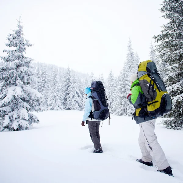 Wandelaar in het winter forest — Stockfoto