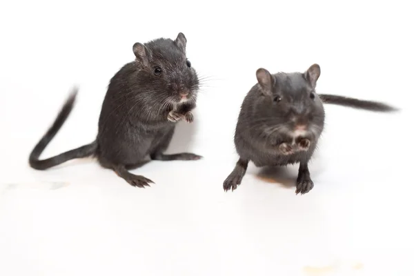 Забавна миша ізольована на білому тлі — стокове фото