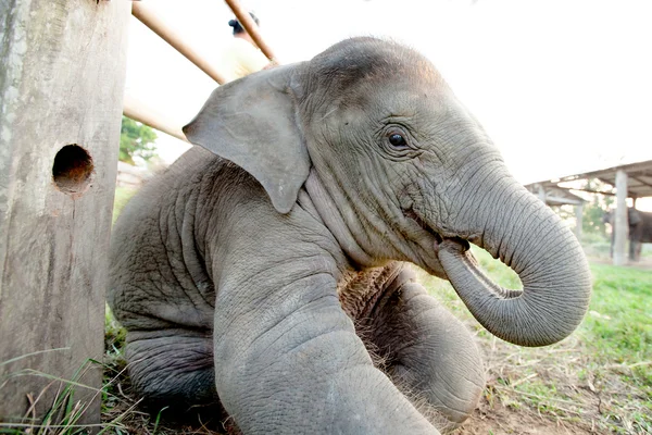 Bambino elefante primo piano — Foto Stock