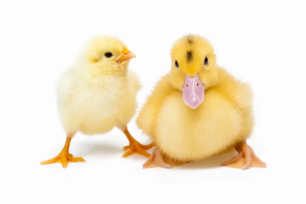 Küçük ördek ve beyaz arka plan üzerinde tavuk — Stok fotoğraf