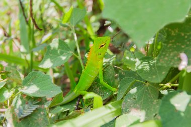 Sri Lanka Singharaja ormandaki ağaç dalı, yeşil bukalemun
