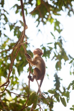 Sri Lanka'nın maymun