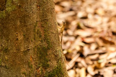 Kertenkele Sinharaja orman rezerv