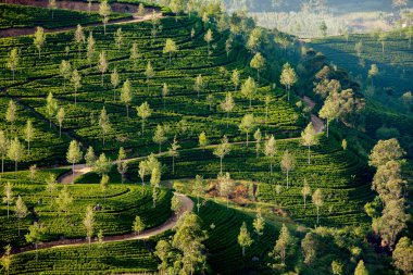 sri Lanka çay yeşil alanlar ile peyzaj
