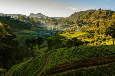 sri Lanka çay yeşil alanlar ile peyzaj