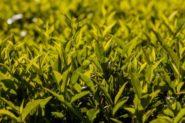 sri Lanka çay yeşil alanlar ile peyzaj