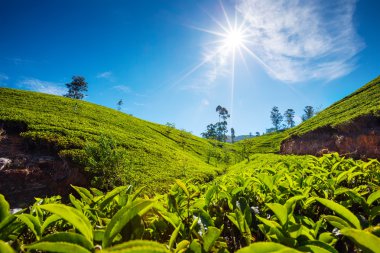 sri Lanka çay yeşil alanlar ile peyzaj