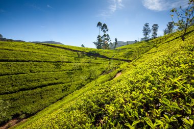 sri Lanka çay yeşil alanlar ile peyzaj