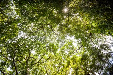 Güneş ışığı yeşil yaprakları Sri Lanka tropik orman geçer
