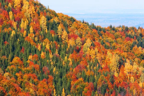 Foros otoñales, Árbol de castaño dorado — Foto de Stock