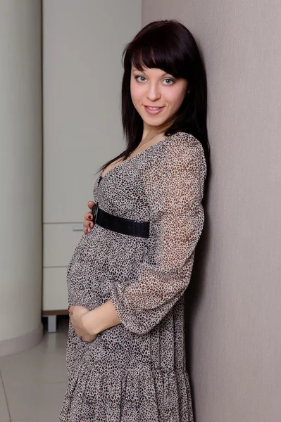 스튜디오 포즈의 사랑 스러운 여성 임신 개 — 스톡 사진