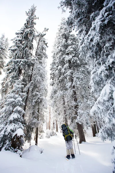 Senderista en el bosque de invierno — Foto de Stock