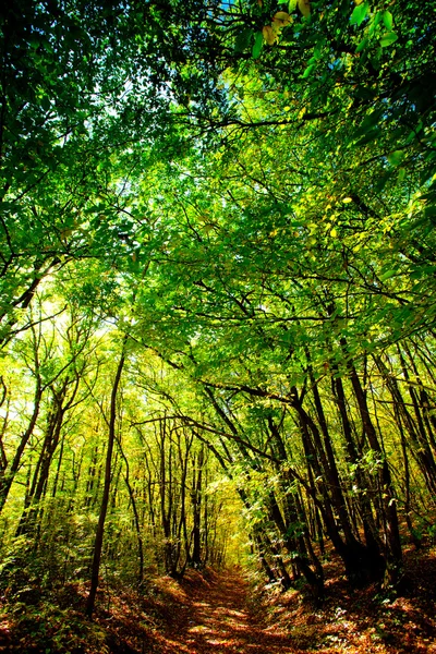 Sonnenlicht geht durch gelbe und grüne Blätter im Herbstwald — Stockfoto
