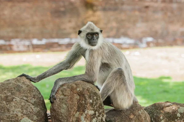 Sri Lanka'nın maymun — Stok fotoğraf