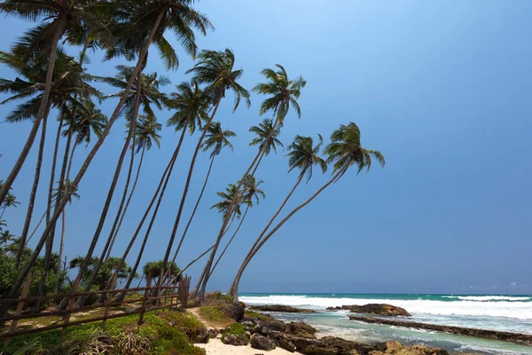 Palmy tropikalnego wybrzeża w Sri Lanka — Zdjęcie stockowe