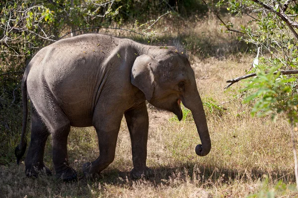 Famiglia di elefanti nel parco nazionale dello Sri Lanka — Foto Stock