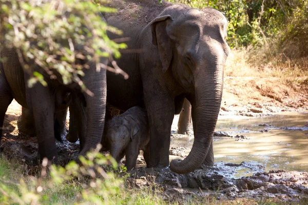 Un piccolo vitello elefante si nasconde dietro sua madre nella nazione di Yala — Foto Stock