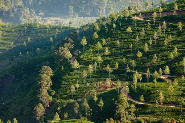 Paysage avec des champs de thé vert au Sri Lanka — Photo