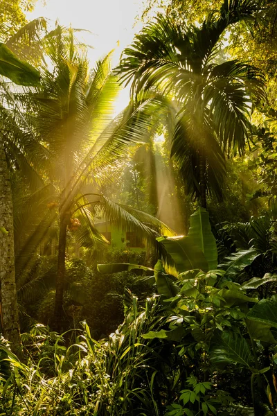 La luce del sole attraversa le foglie verdi della foresta tropicale nello Sri Lanka — Foto Stock