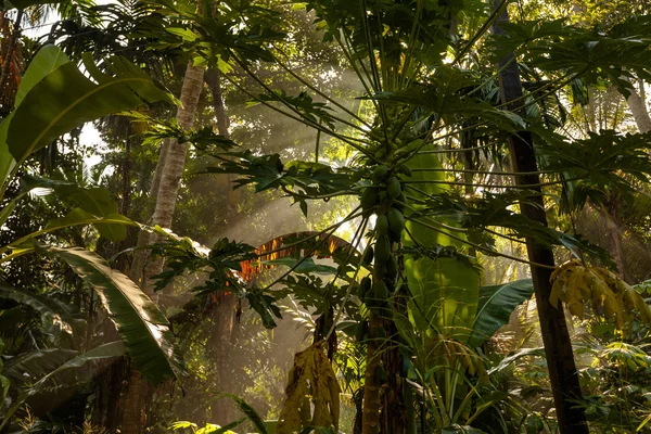 La luz del sol atraviesa hojas verdes de bosque tropical en Sri Lanka —  Fotos de Stock