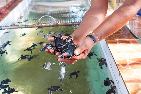 Des bébés tortues fraîchement éclos entre les mains des humains à Sea Turtles Conse Images De Stock Libres De Droits
