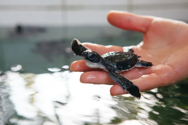 Newly hatched baby turtle in humans hands at Sea Turtles Conserv Stock Photo