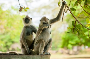 Sri Lanka ormanlarında maymunlar