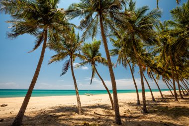 Sri Lanka tropikal sahilinde palmiye ağaçları