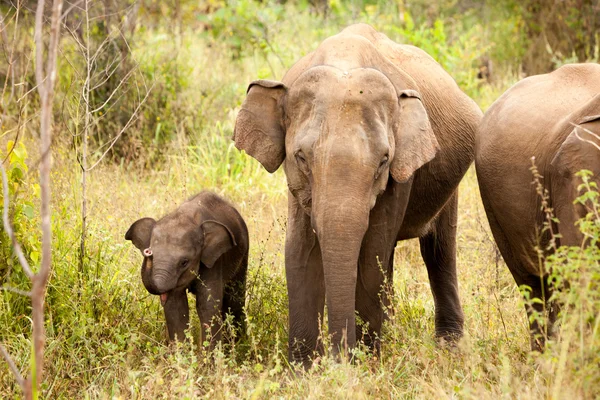 Famiglia di elefanti nel parco nazionale dello Sri Lanka — Foto Stock