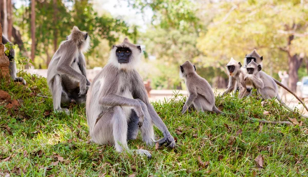 Мавп в джунглях Шрі-Ланки — стокове фото