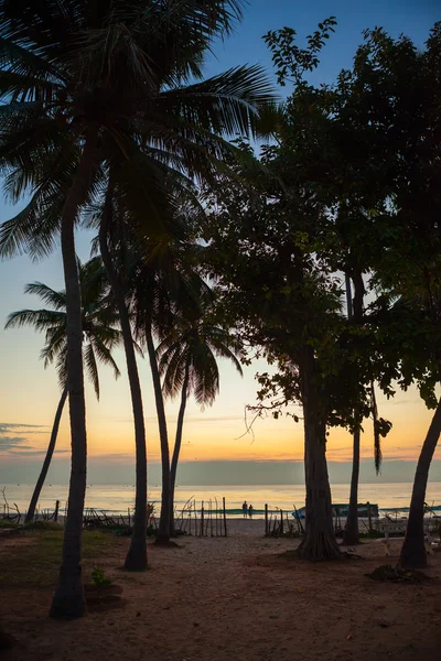 Palmen an der tropischen Küste in Sri Lanka — Stockfoto