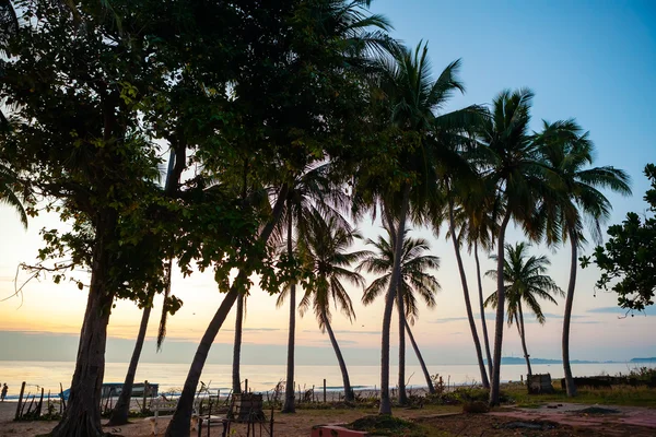 Silhueta de palmeiras no litoral do Sri Lanka — Fotografia de Stock