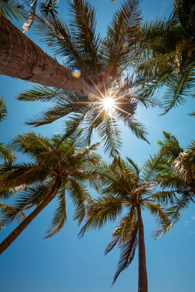 Pohon palem di pantai tropis di Sri Lanka — Stok Foto