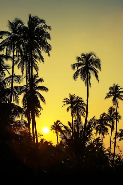 Sihlouette od palmen am meer in sri lanka — Stockfoto