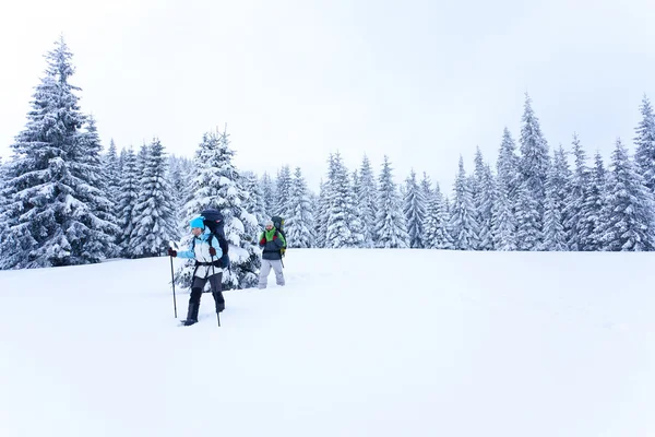 Wanderer wandert im verschneiten Wald — Stockfoto