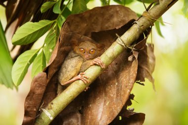 Tarsier dünyanın en küçük primat Bohol, Filipinler