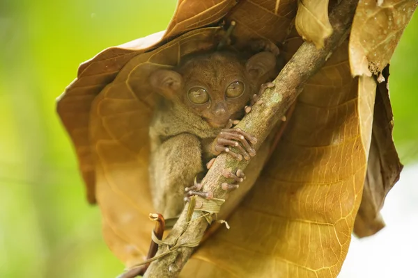 Tarsier de wereld de kleinste primaten — Stockfoto